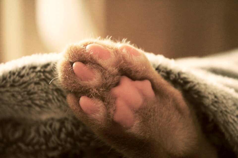Sleeping pet animal