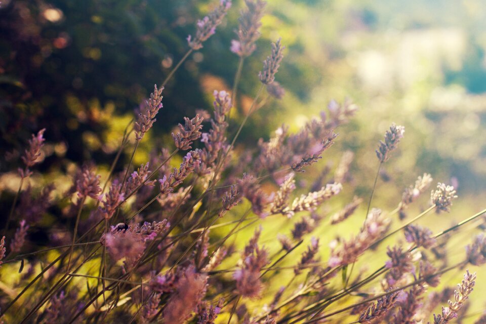 Animal nature pollen