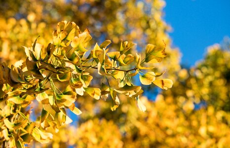 Fall foliage yellow nature photo