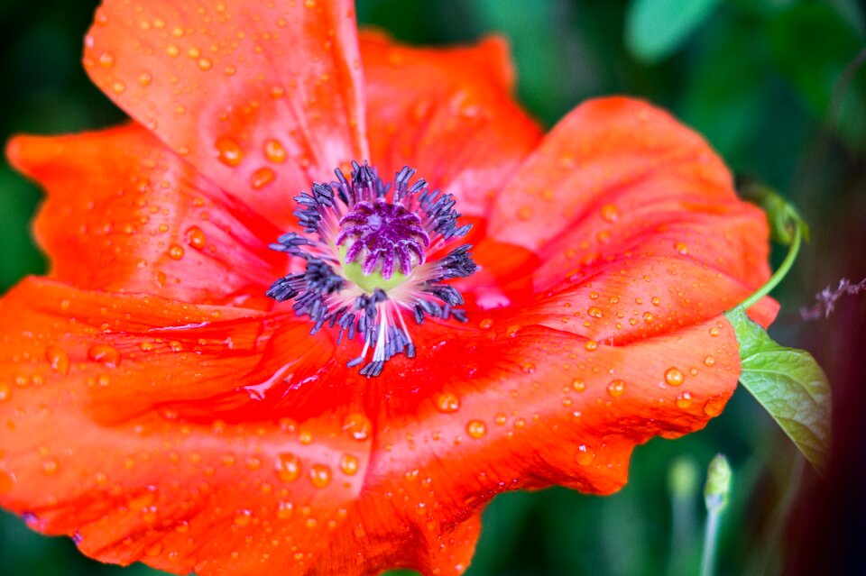 Bloom red close up