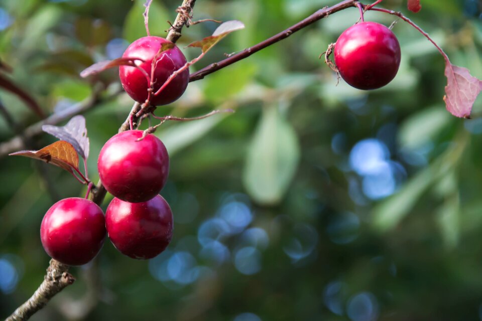 Fruit greens plum red