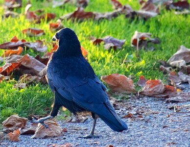 Animal black raven bird photo