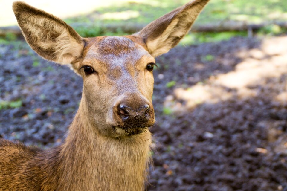 Close up animal nature