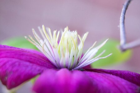 Vegetable violet petals photo