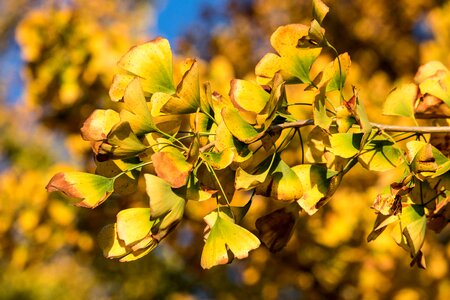 Fall foliage yellow nature