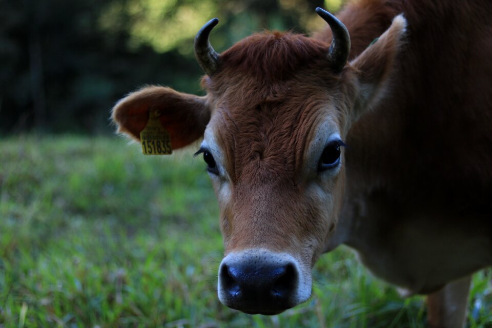 Mammal agriculture cows