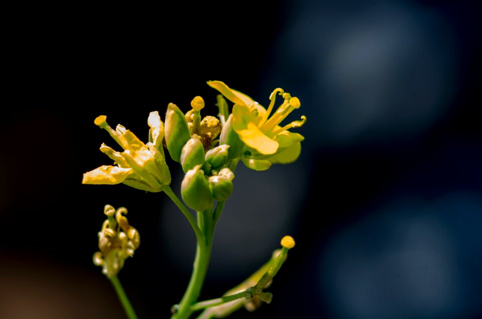 Pestle bloom garden