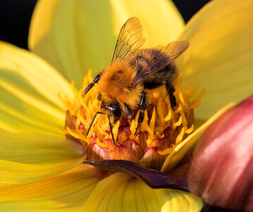 Flower blossom bloom photo