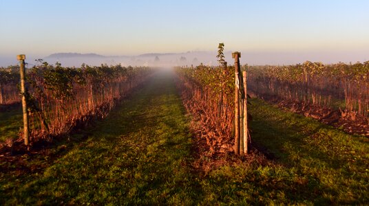 Morgenstimmung haze fog photo