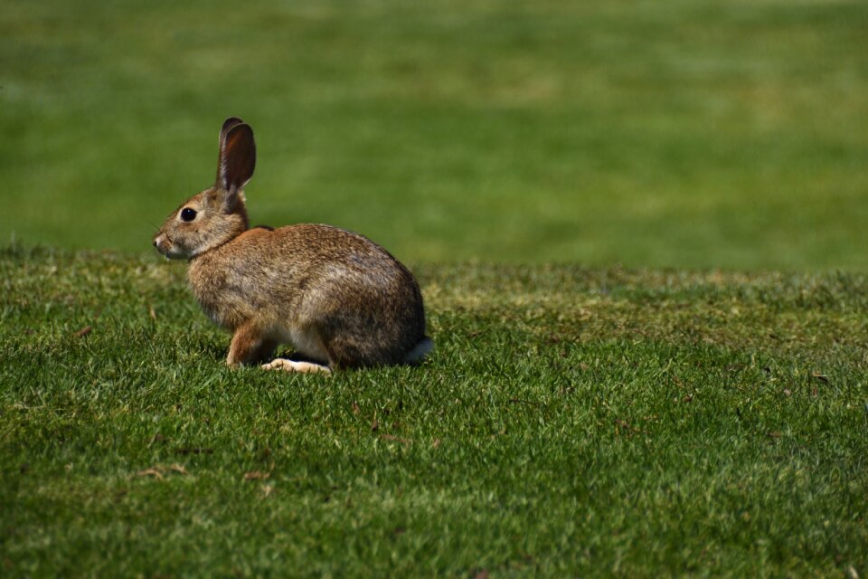 Rabbit wild rabbit grass
