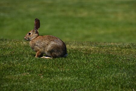 Rabbit wild rabbit grass photo