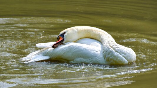 Plumage pond water
