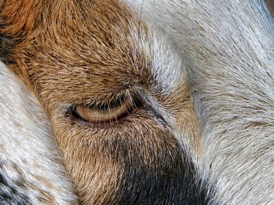 Goat close up eye