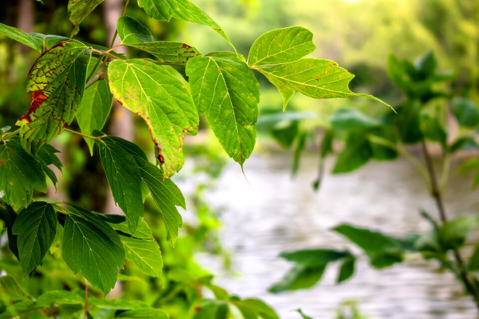 Nature autumn green