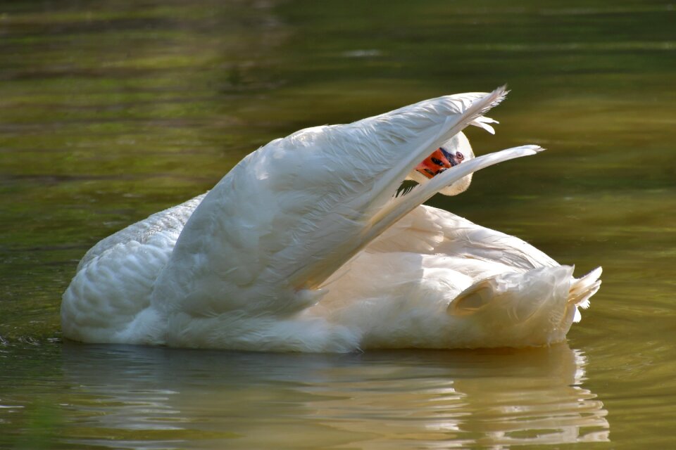 Plumage pond water