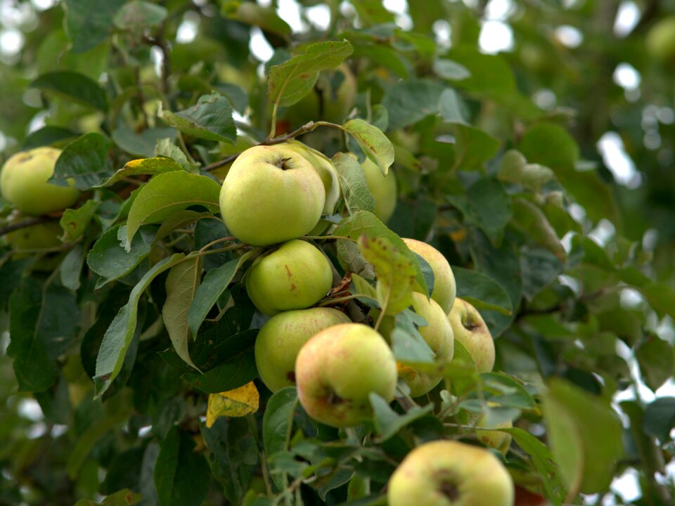 Ripe nature apfelernte