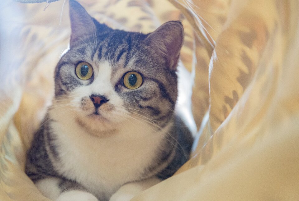 Cat pet portrait