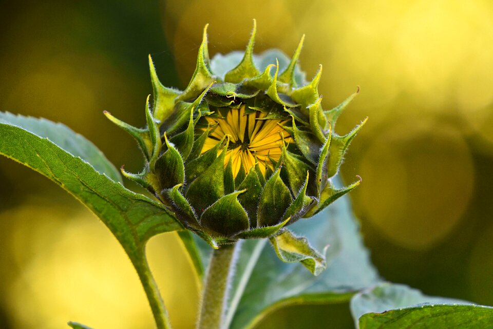 Helianthus annuus perennial annual