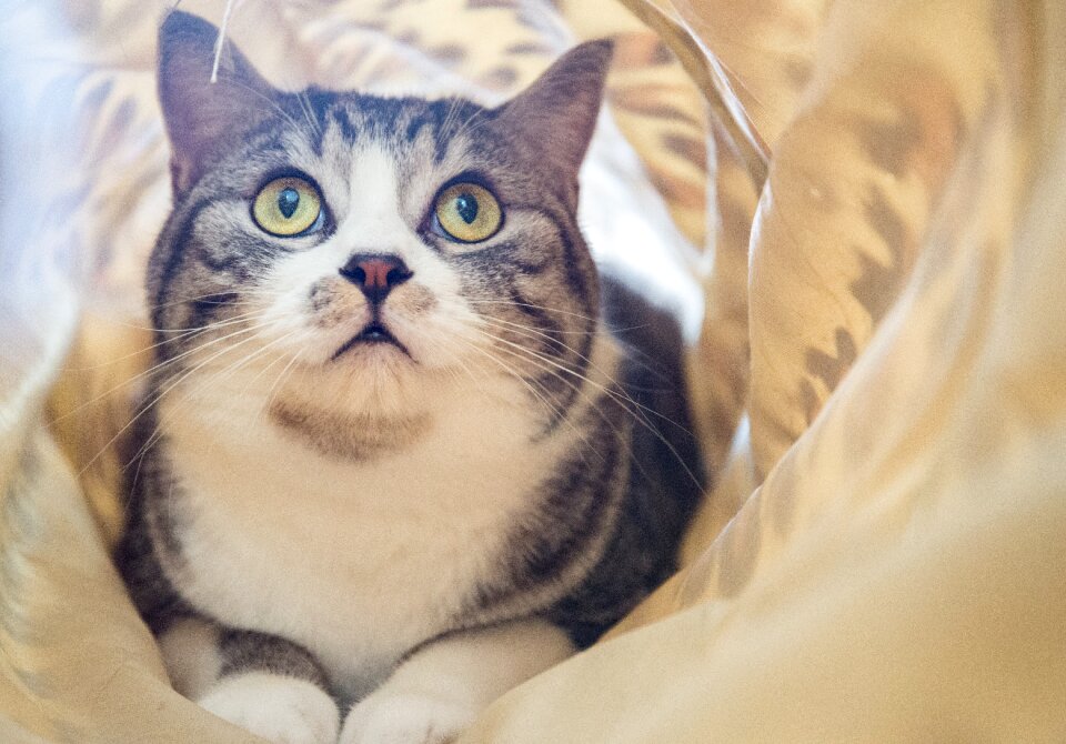 Pet cat portrait
