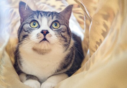 Pet cat portrait