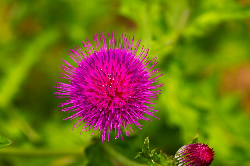 Plants nature meadow