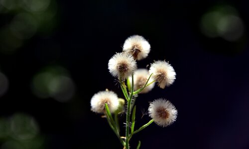 Nature dandelion seeds photo