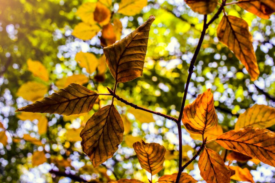 Forest nature sunbeam
