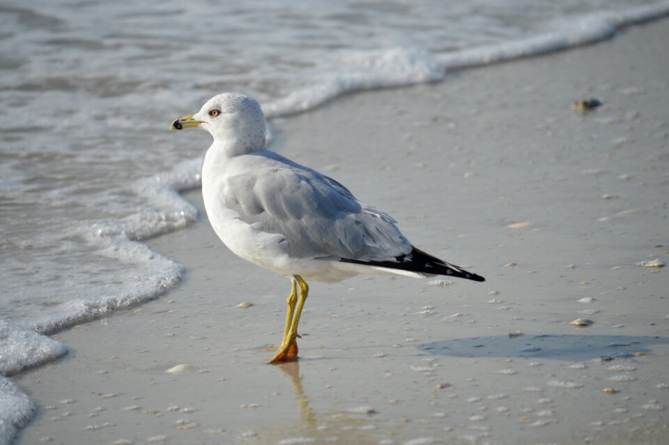 Beach bird gray beach