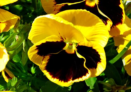 Spring garden nature