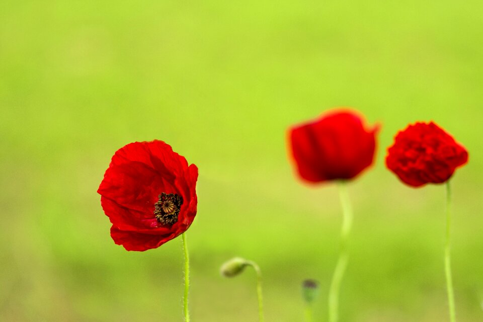 Flowers prato red