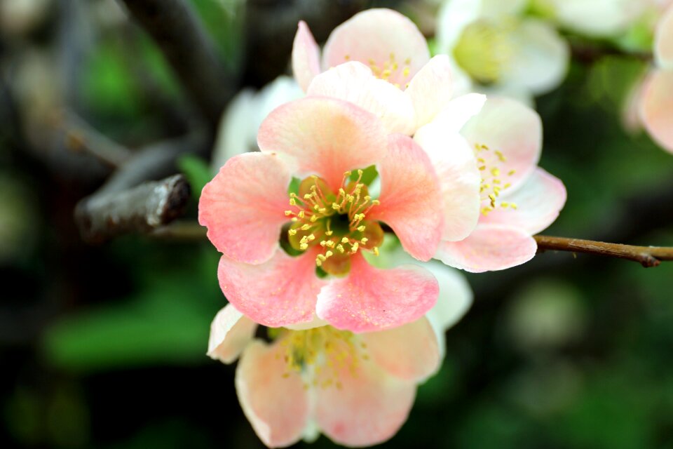 Nature quince flower plants