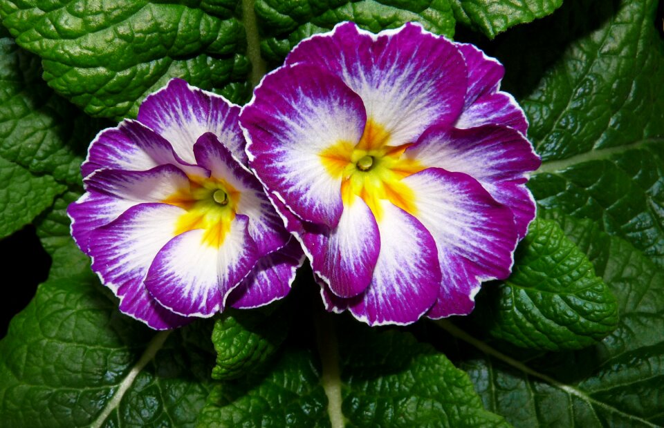 Garden bloom nature