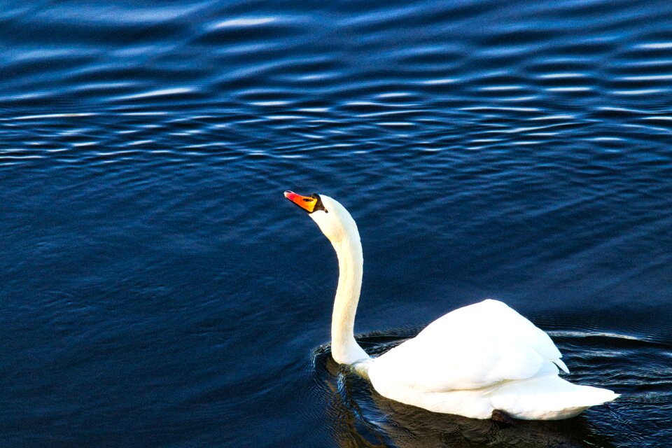 Nature water bird pride