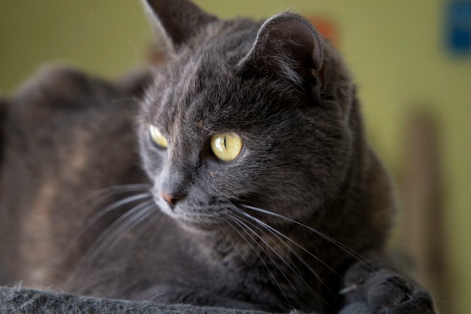 Feline animals animal