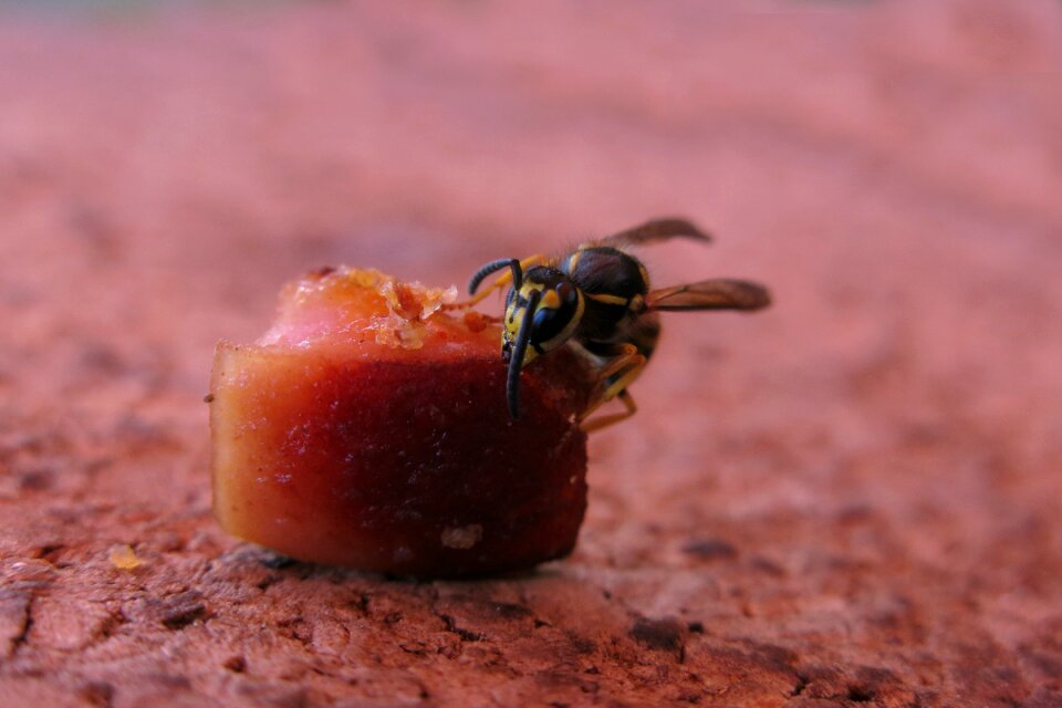 Nature animal insect