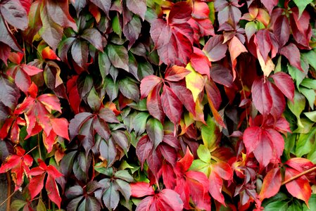 Decorative dashing autumn