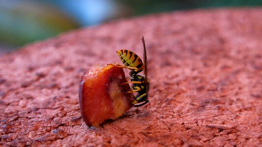 Nature animal insect