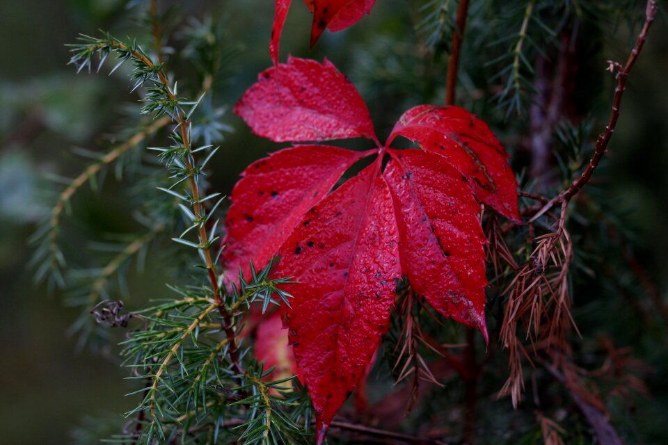 Plant nature botanical