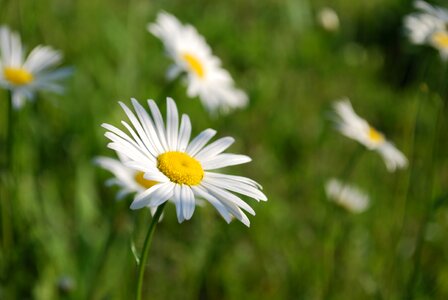 Oxeye daisy daisy summer