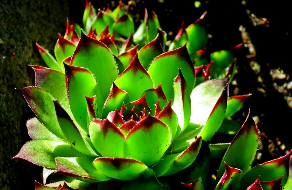 Juicy nature garden