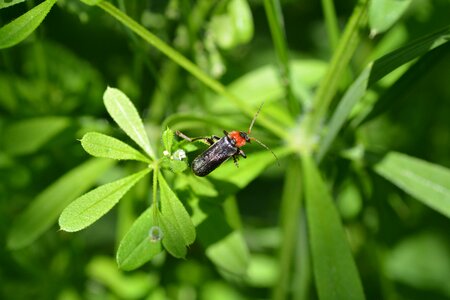 Soldier beetle beetle red beetle