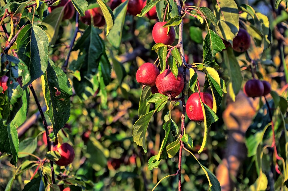 Autumn collections fruit growing