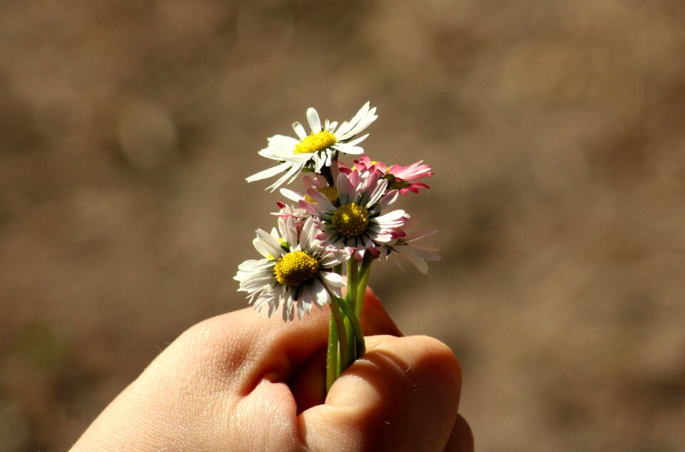 Flowers white pink