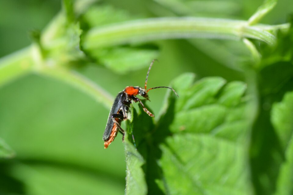 Soldier beetle beetle red beetle
