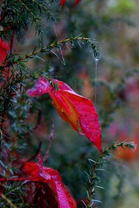 Plant nature botanical