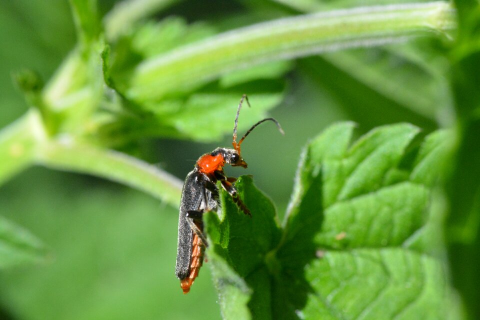 Soldier beetle beetle red beetle