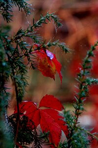 Plant nature botanical