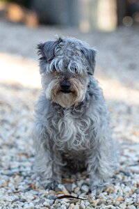 Mixed breed pet animal photo