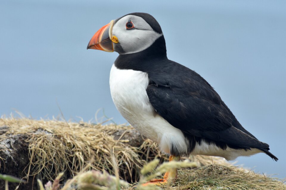 Puffin staffa scotland