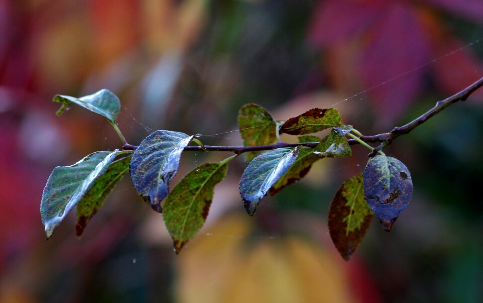 Yellow autumn plant